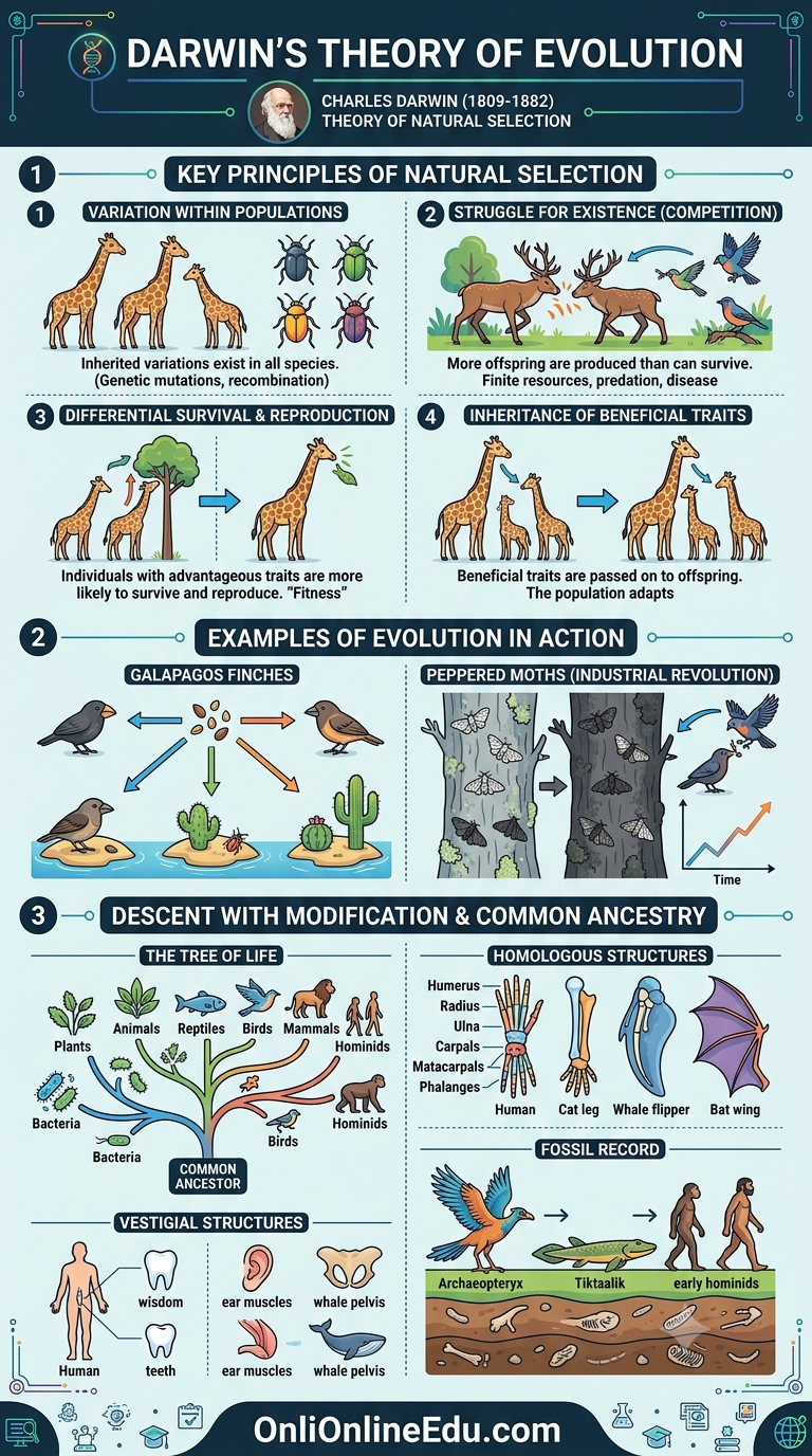 Darwin theory of evolution